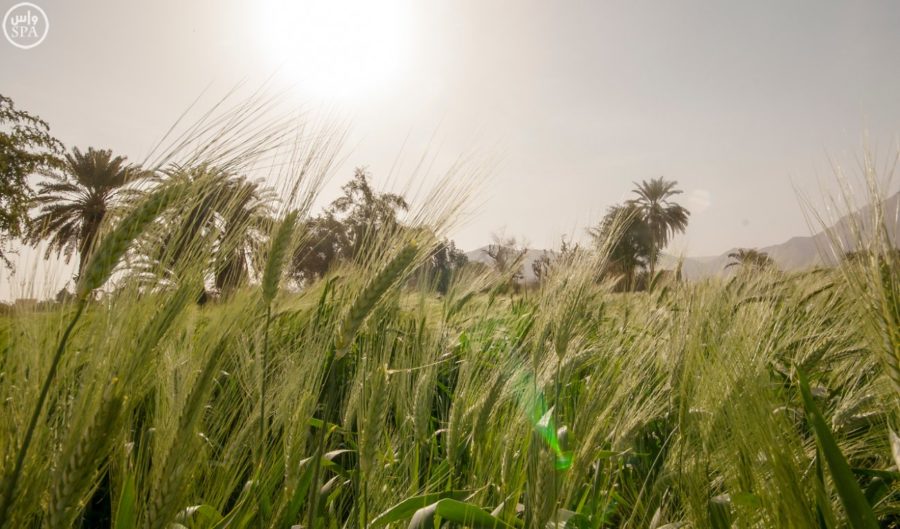 grain and agriculture