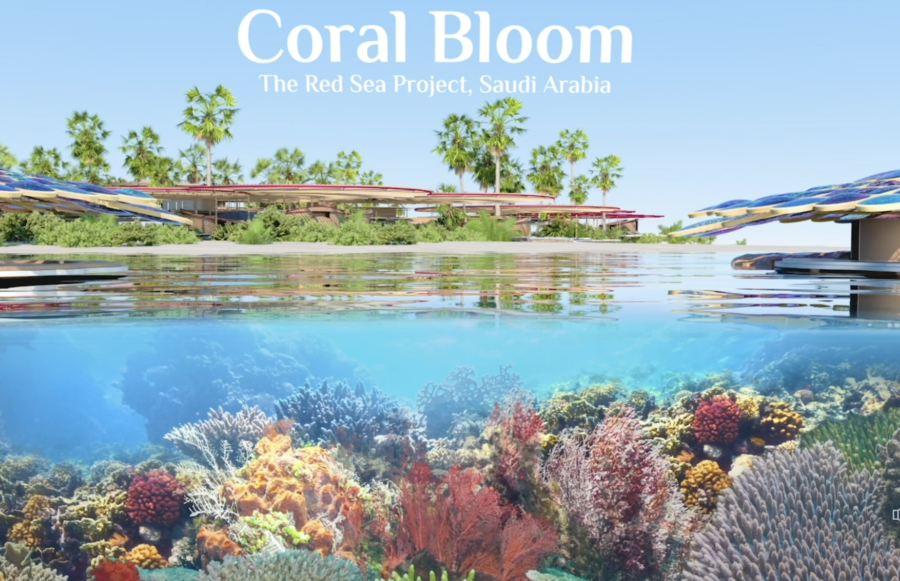 Coral Bloom