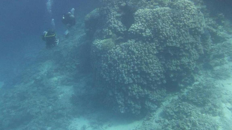 coral-reef-saudi