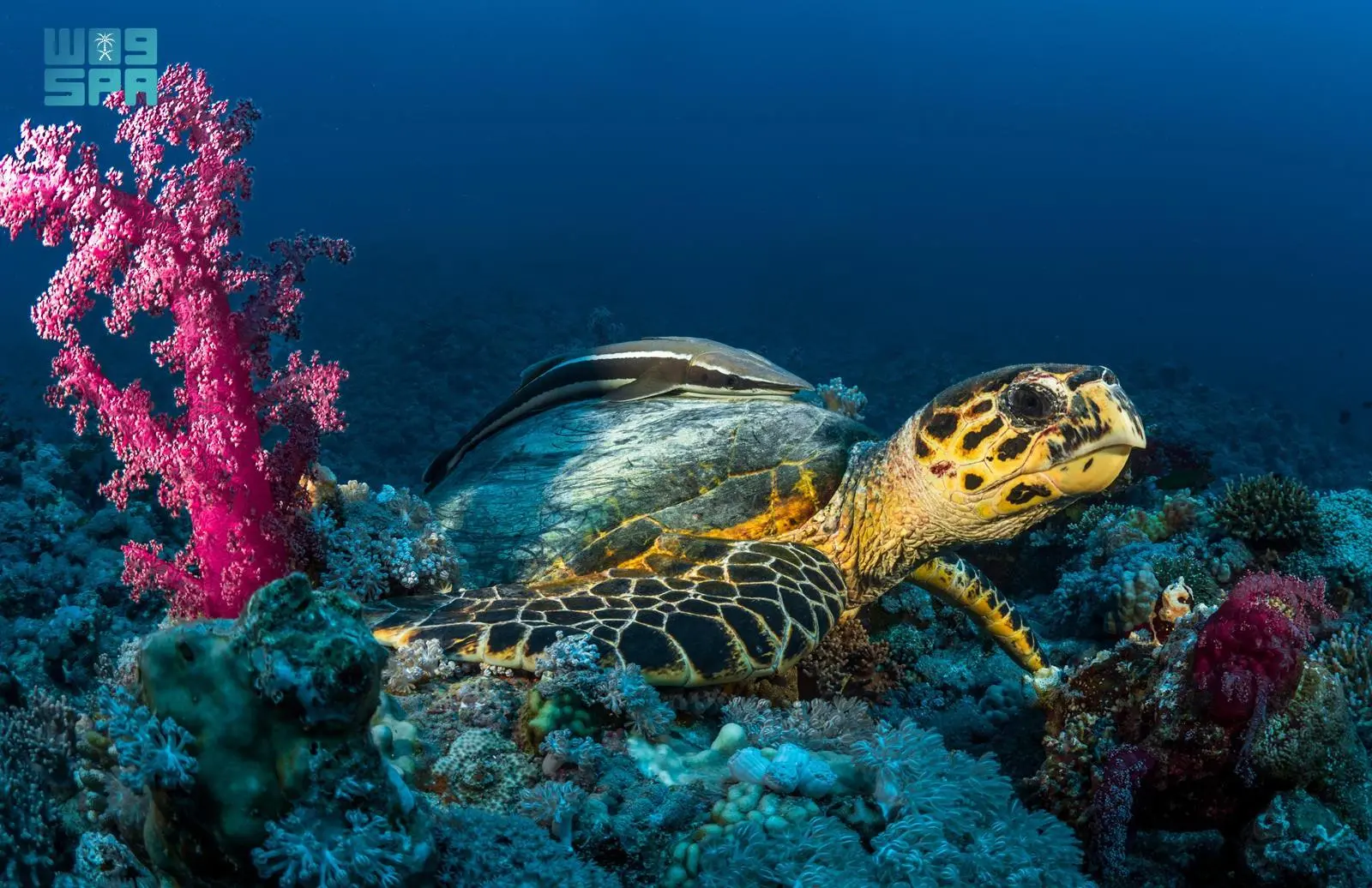 sea turtle