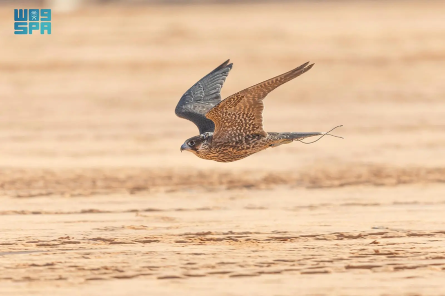 Falcon, King Abdulaziz Festival, 2