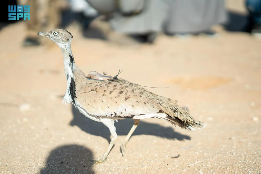 National Center for Wildlife, houbara