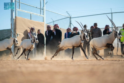 National Center for Wildlife, oryx